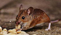 pre-construction-termite-treatment Experts in Wilkes Barre Township